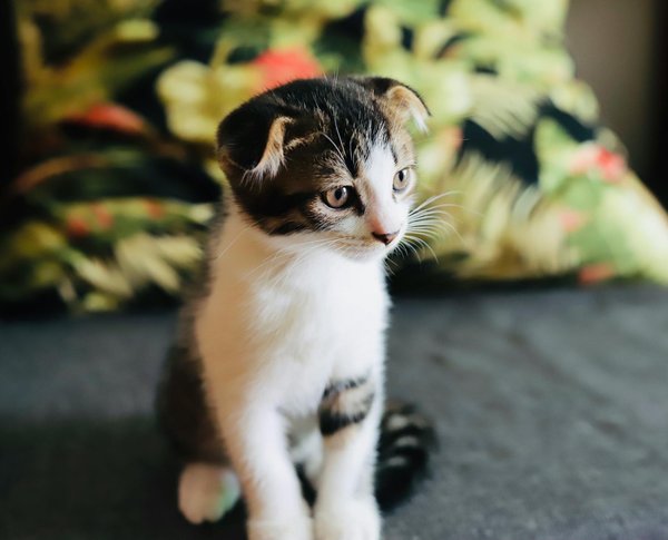 Welche Spielzeuge sind fÃ¼r die geistige Entwicklung von Hunden am besten?