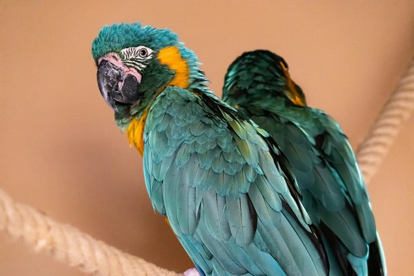 Wie erkennt man die KÃ¶rpersprache von Hunden?